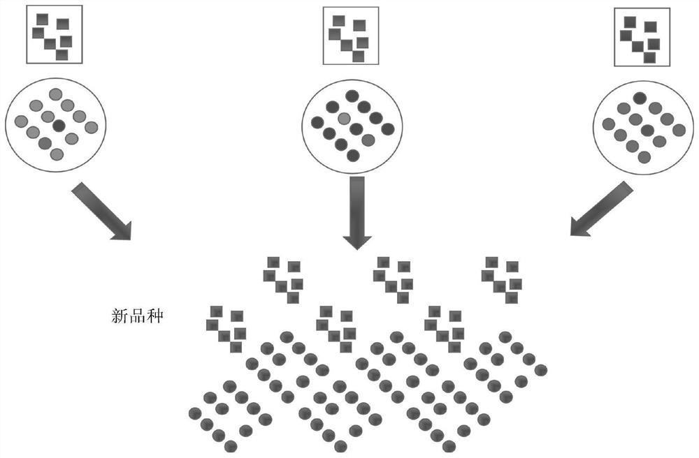 A kind of group breeding method of mutton sheep