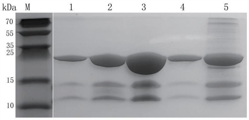 A kind of preparation method of mycobacterium tuberculosis immunogenic protein esat6