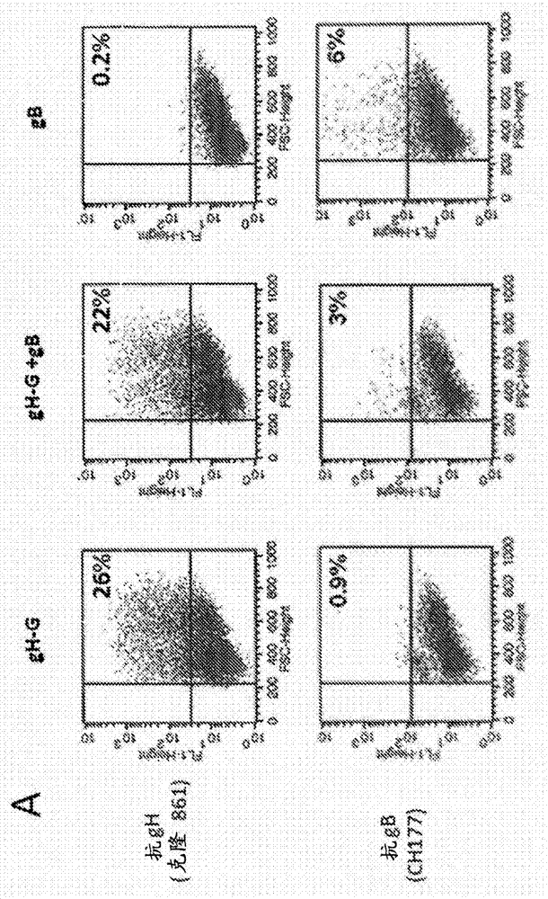 Compositions and methods for treatment of cytomegalovirus
