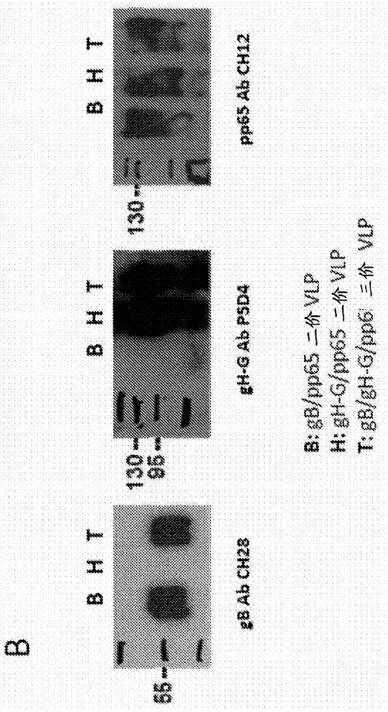 Compositions and methods for treatment of cytomegalovirus
