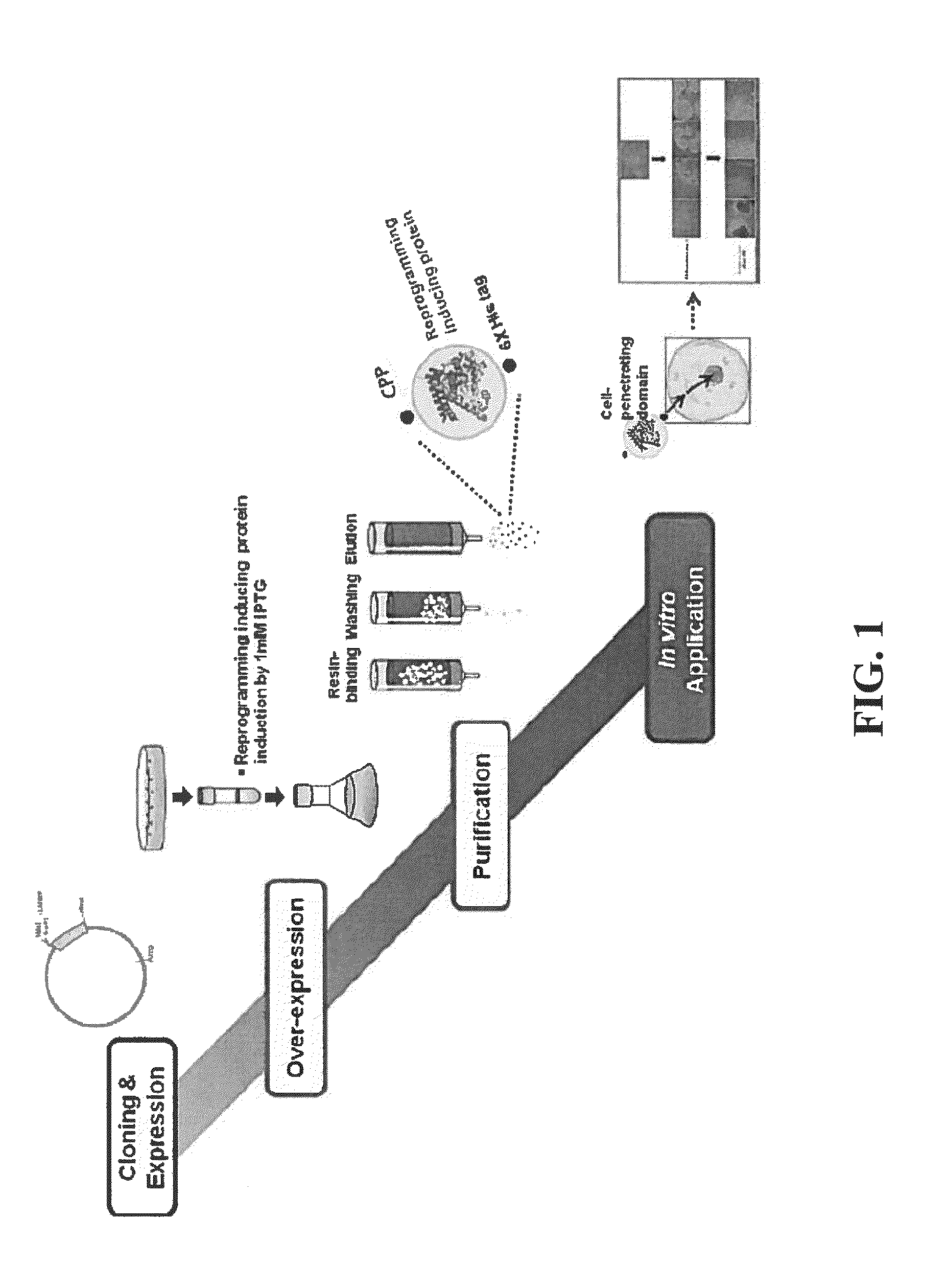 Cell permeable fusion protein for facilitating reprogramming induction and use thereof