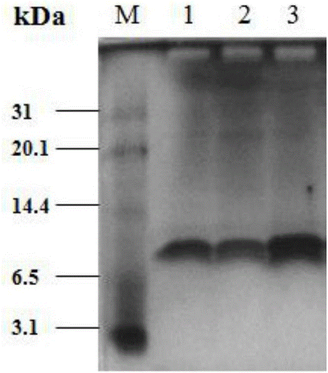 Method for efficiently expressing recombinant antibacterial peptide PaDef with pichia pastoris