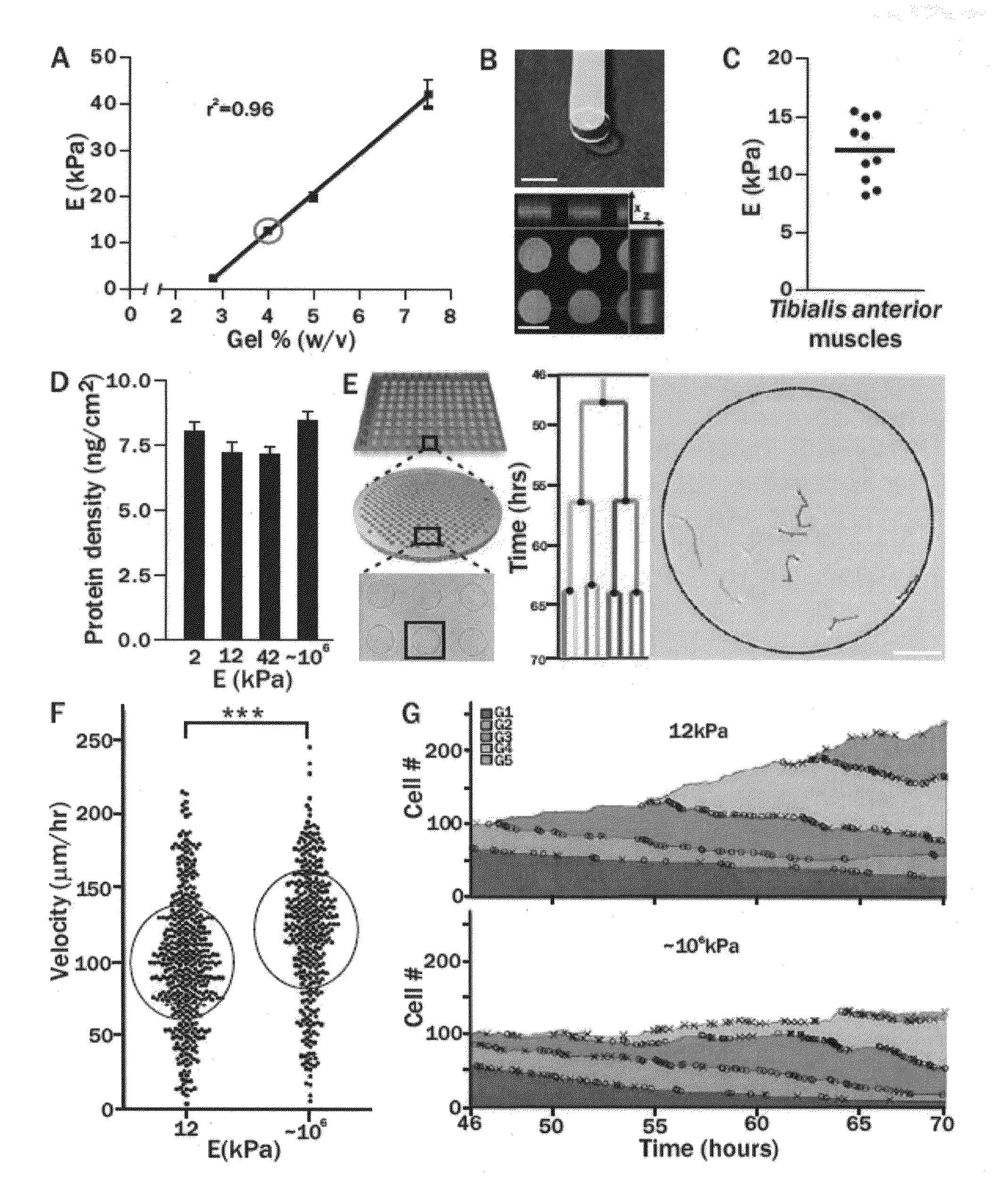 Elastic substrates and methods of use in cell manipulation and culture