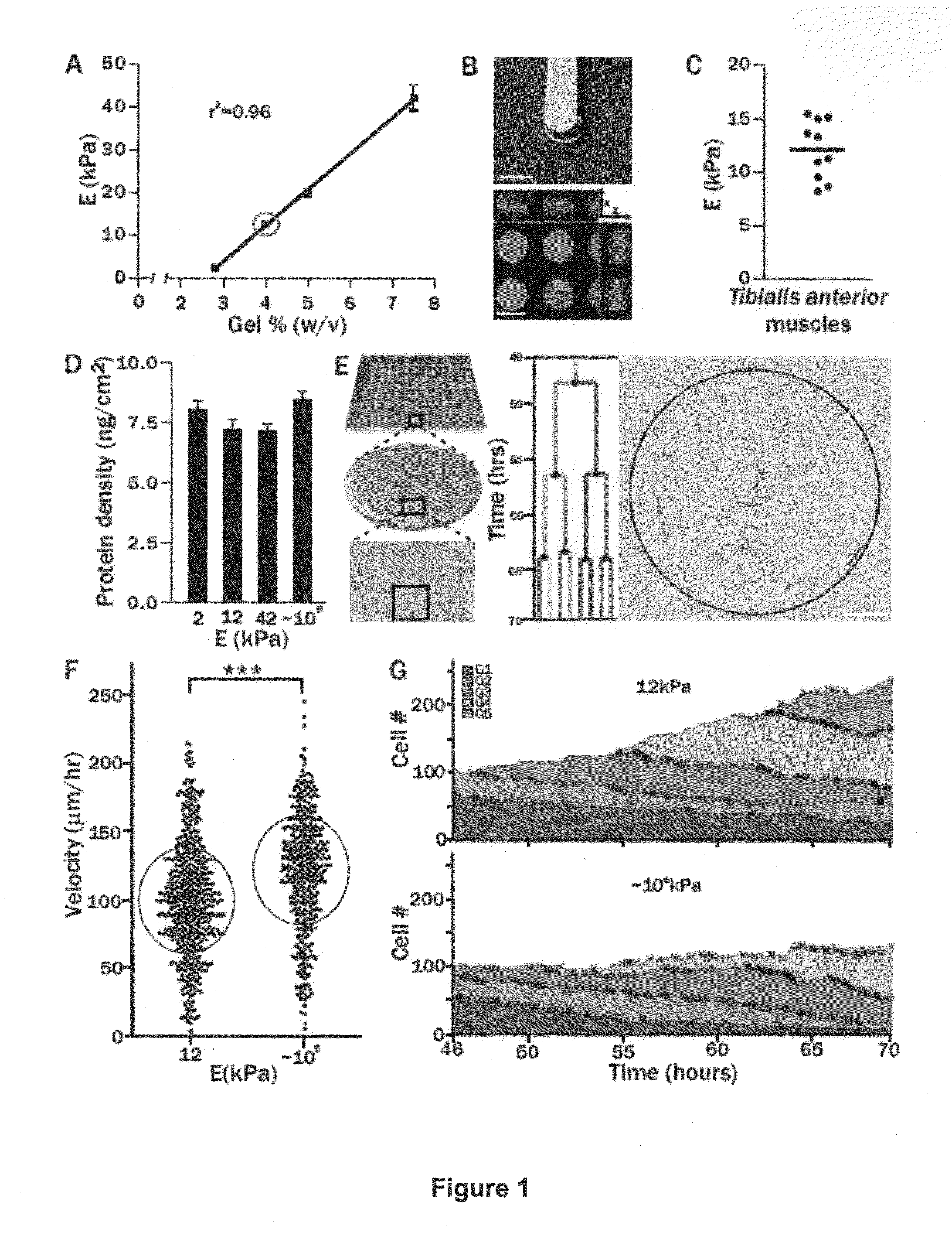 Elastic substrates and methods of use in cell manipulation and culture