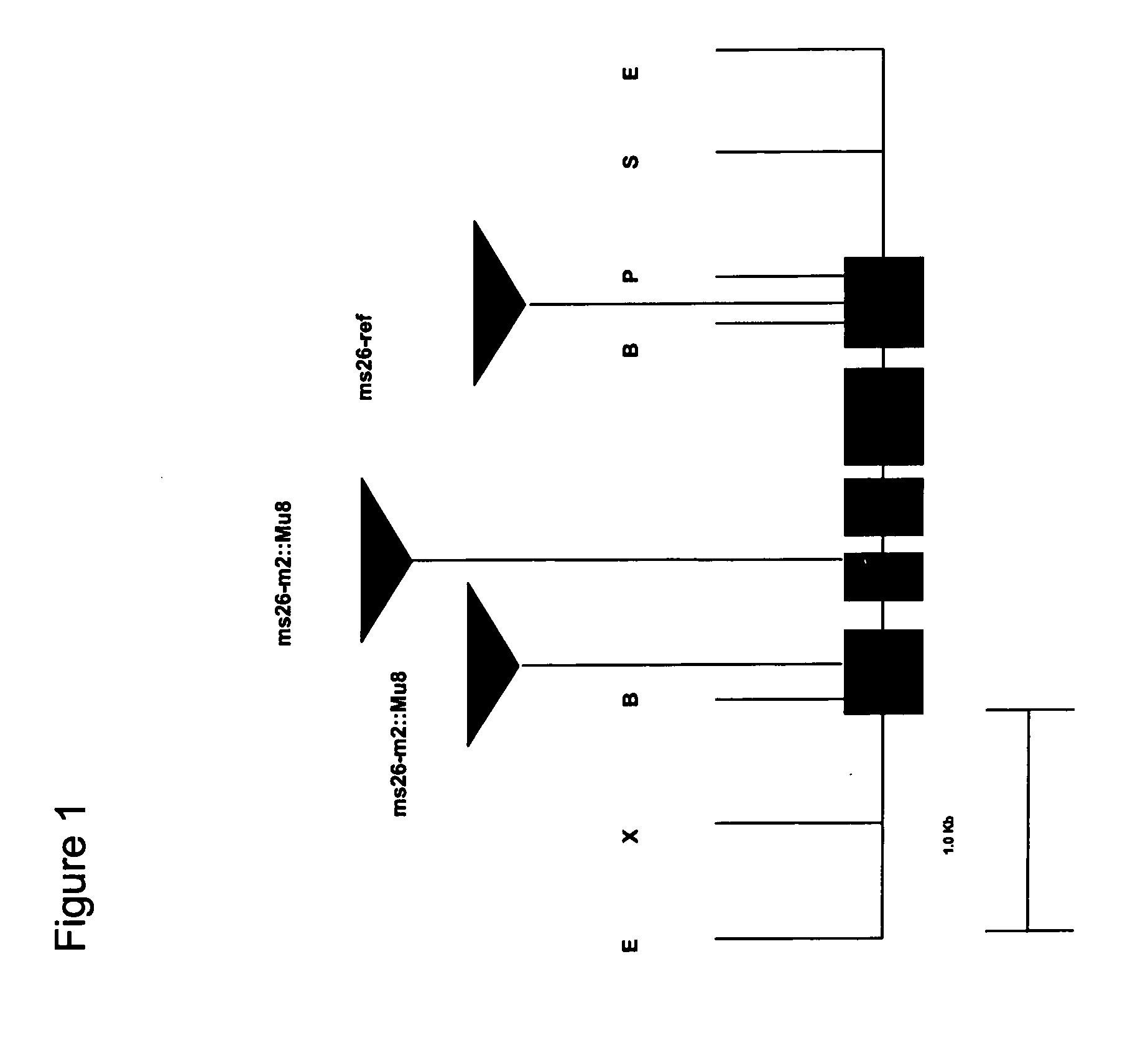 Nucleotide sequences mediating male fertility and method of using same