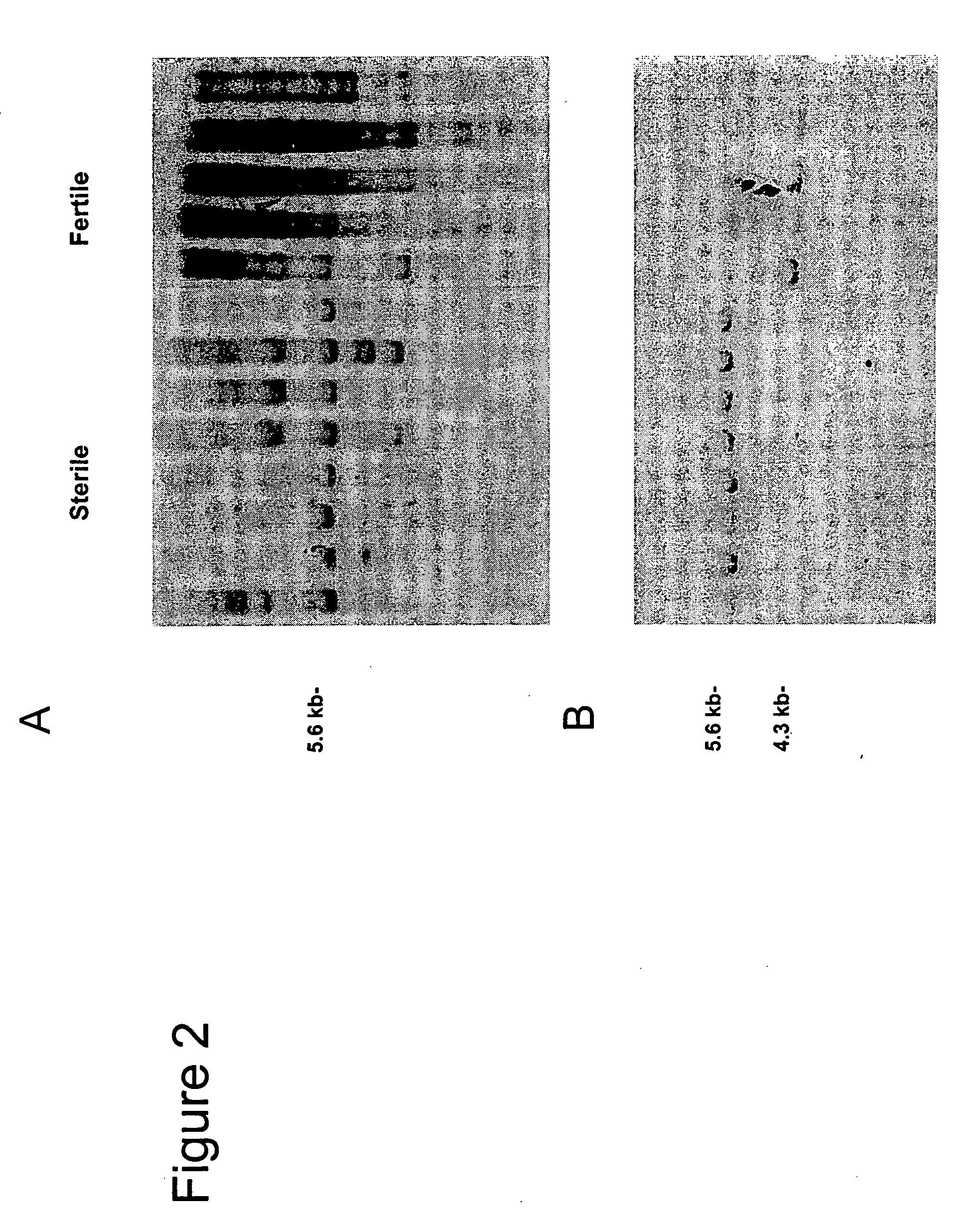 Nucleotide sequences mediating male fertility and method of using same