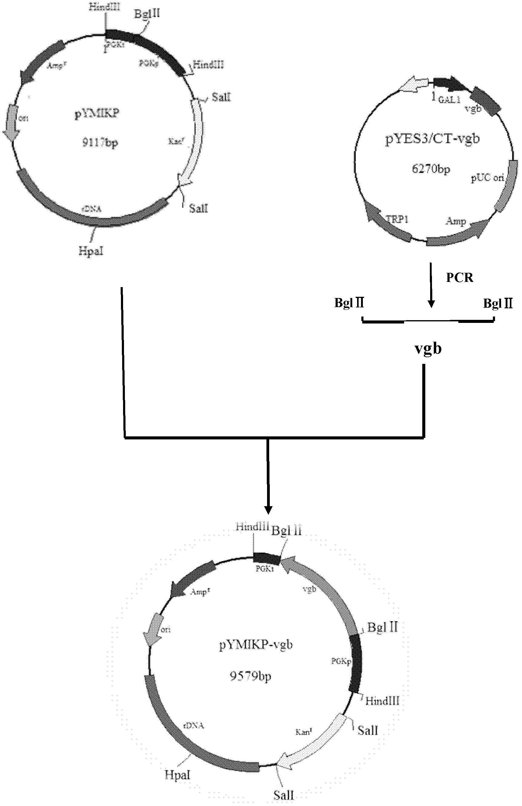 Yeast engineering bacterial strain capable of producing glutathione and application thereof to production of glutathione