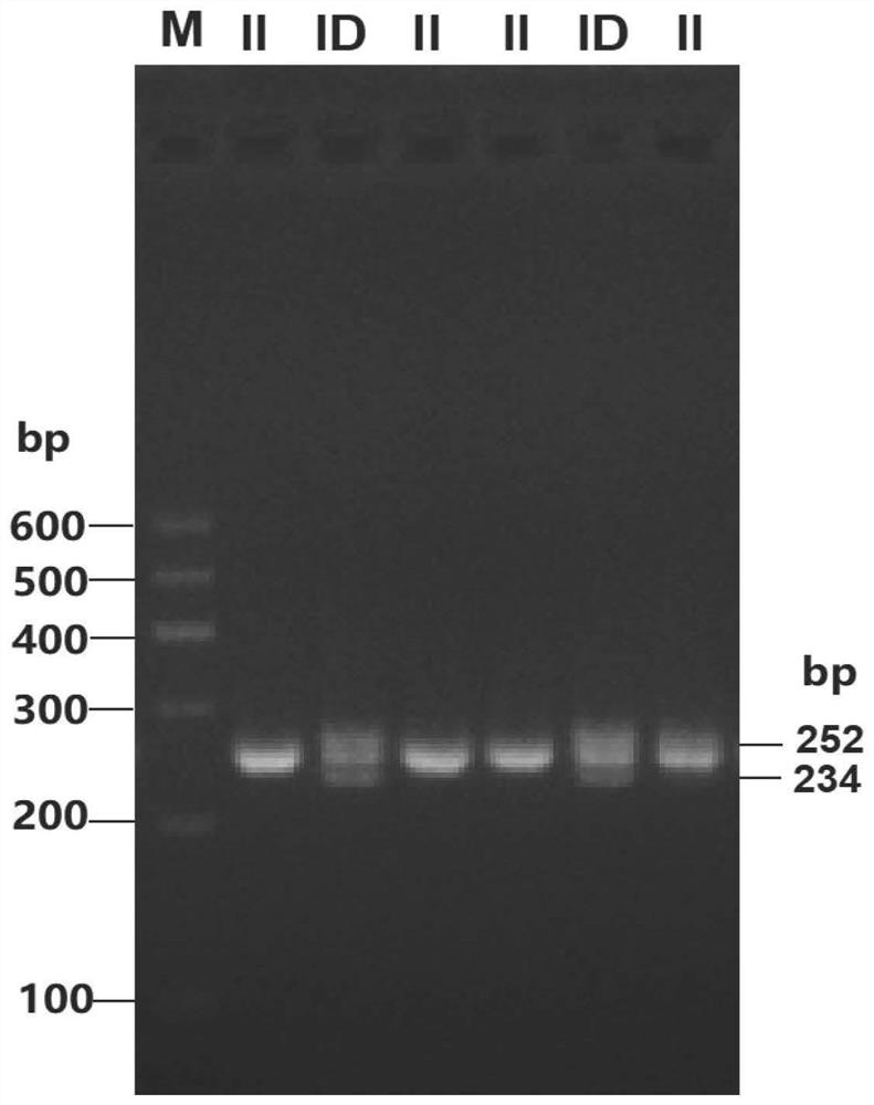 Detection method for insertion/deletion polymorphism of sheep PDGFD gene, kit and application