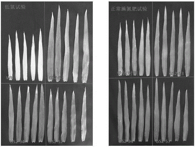 Method for culturing root-growth-enhanced leaf-ageing-delayed transgenic plant