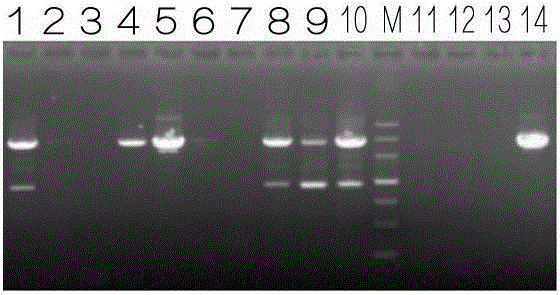 Method for culturing root-growth-enhanced leaf-ageing-delayed transgenic plant