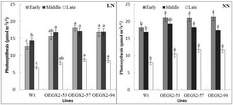 Method for culturing root-growth-enhanced leaf-ageing-delayed transgenic plant