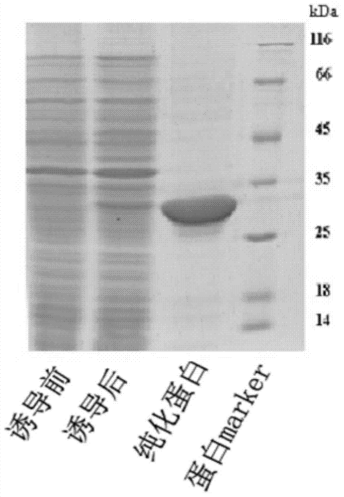 Prawn protein with antiviral activity and application of prawn protein