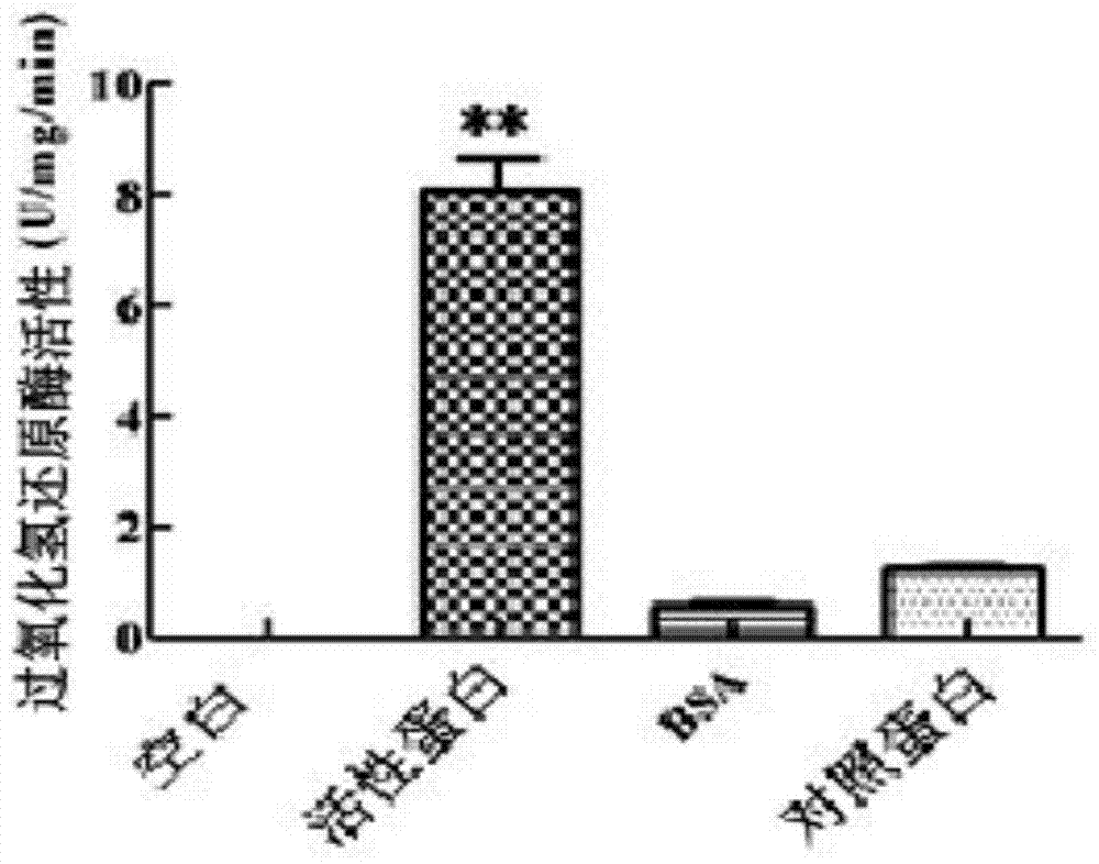 Prawn protein with antiviral activity and application of prawn protein