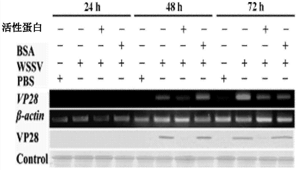 Prawn protein with antiviral activity and application of prawn protein