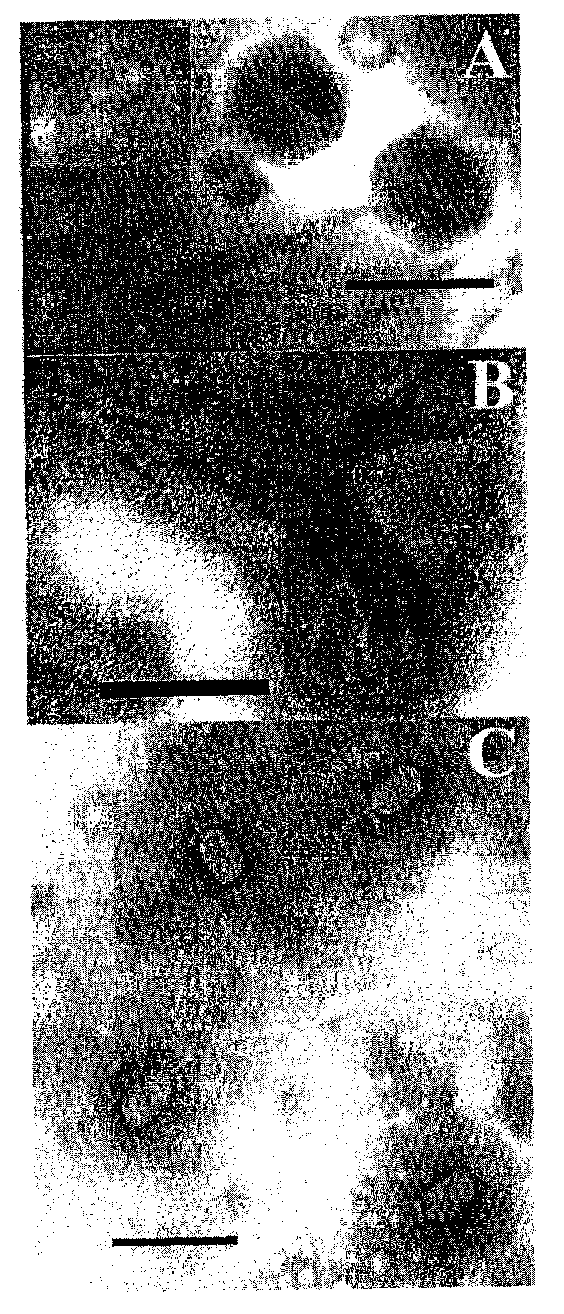 Bacteriophages that infect Bacillus bacteria (Anthrax)