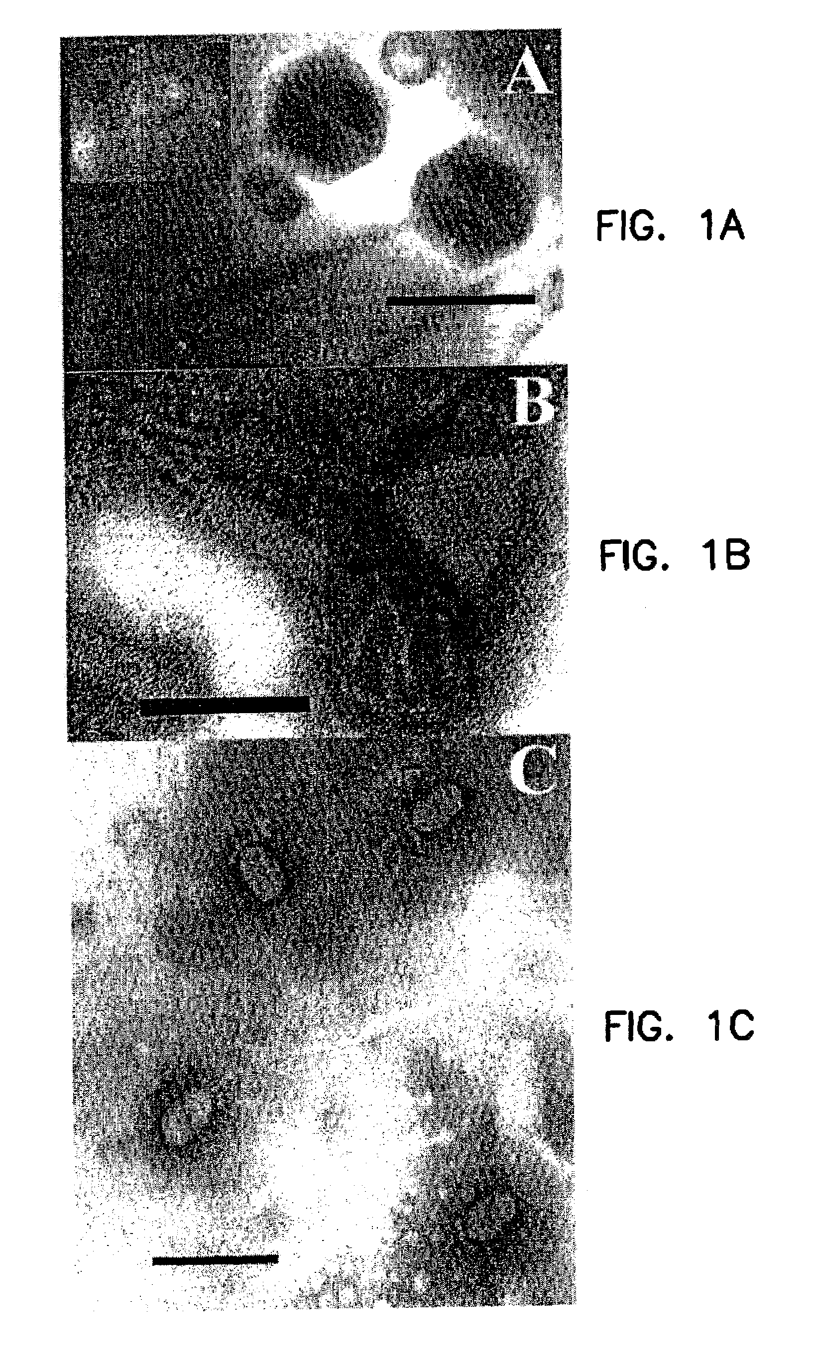 Bacteriophages that infect Bacillus bacteria (Anthrax)