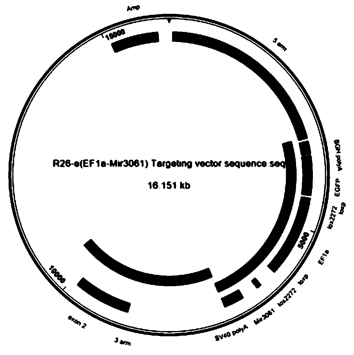 Construction method of Mir3061 gene Rosa26 fixed-point knock-in heterozygote mouse model and application thereof