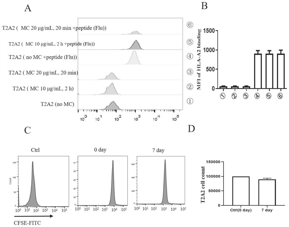 Antigen epitope peptide and application thereof of a kind of novel coronavirus T cell