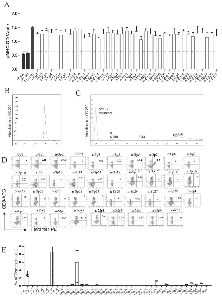 Antigen epitope peptide and application thereof of a kind of novel coronavirus T cell