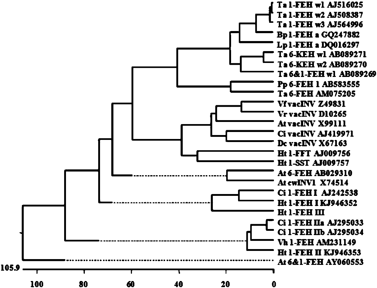 Jerusalem artichoke fructan exo-hydrolase gene 1-FEH III and protein encoded by same and application