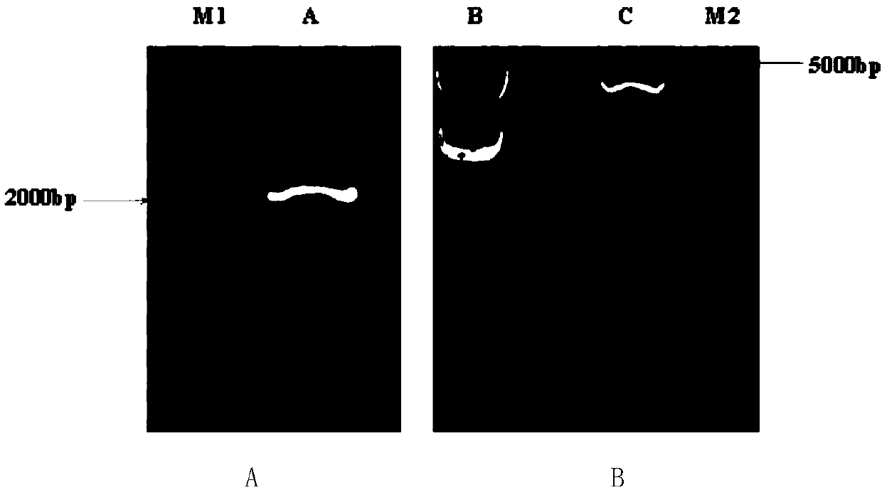 Jerusalem artichoke fructan exo-hydrolase gene 1-FEH III and protein encoded by same and application