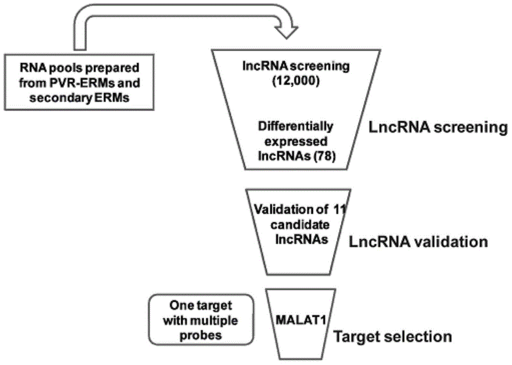 Application of lncRNA-MALAT1 in preparing proliferative vitroretinopathy (PVR) diagnosis reagent