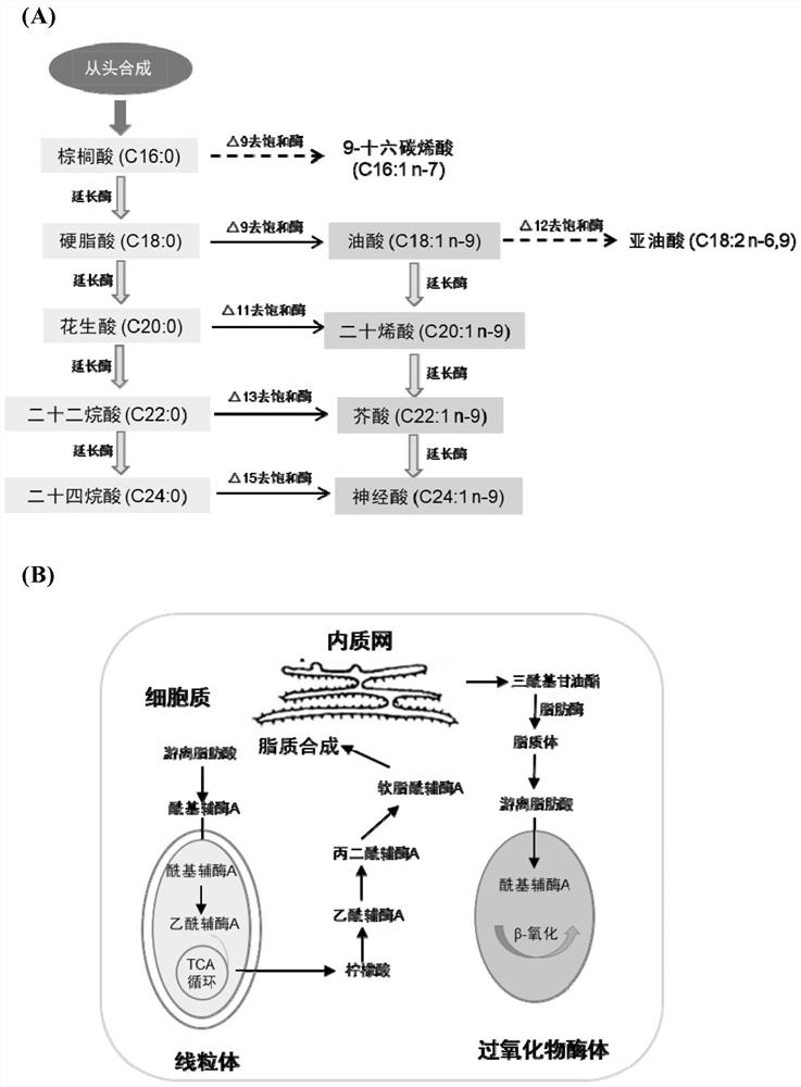 Recombinant yeast strain producing nervonic acid and its application