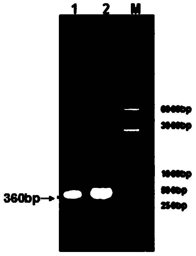 Method for preparing phosphatidylserine with docosahexaenoic acid at sn-2 bit