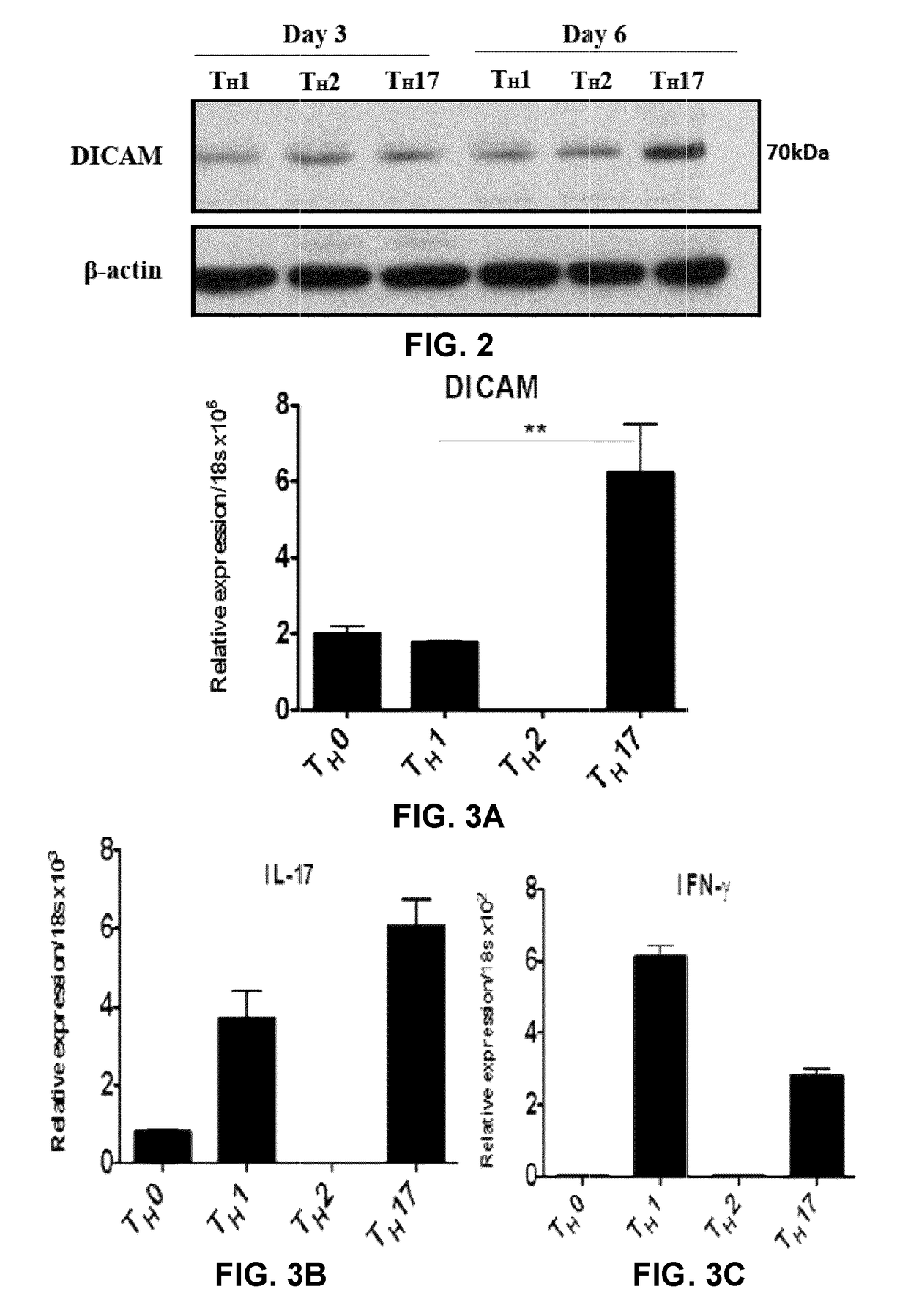Dicam-specific antibodies and uses thereof