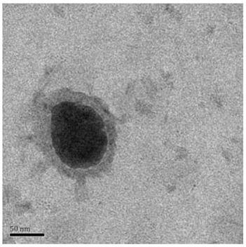 Detection method of aflatoxin b1 molecule SERS based on molecularly imprinted polymer gold-coated core-shell nanoparticles
