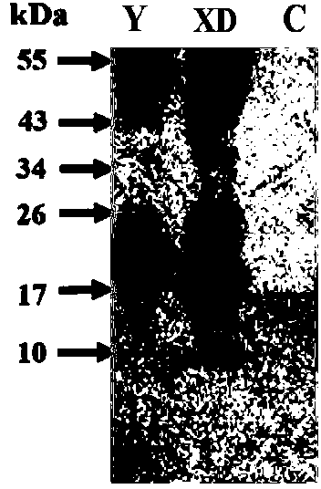 Recombinant lactococcus lactis cocci of expression modified dust mite allergen XDerp2 and application