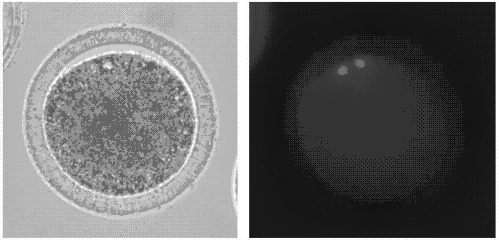 Preparation method of heterogeneous in-vitro fertilization embryos of cows and cattle