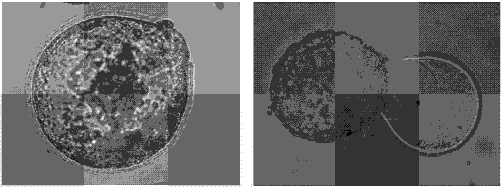 Preparation method of heterogeneous in-vitro fertilization embryos of cows and cattle
