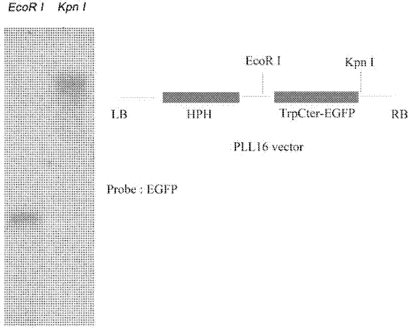 Pathogenic related protein VdGRP1 from verticillium dahliae kleb and coded gene thereof