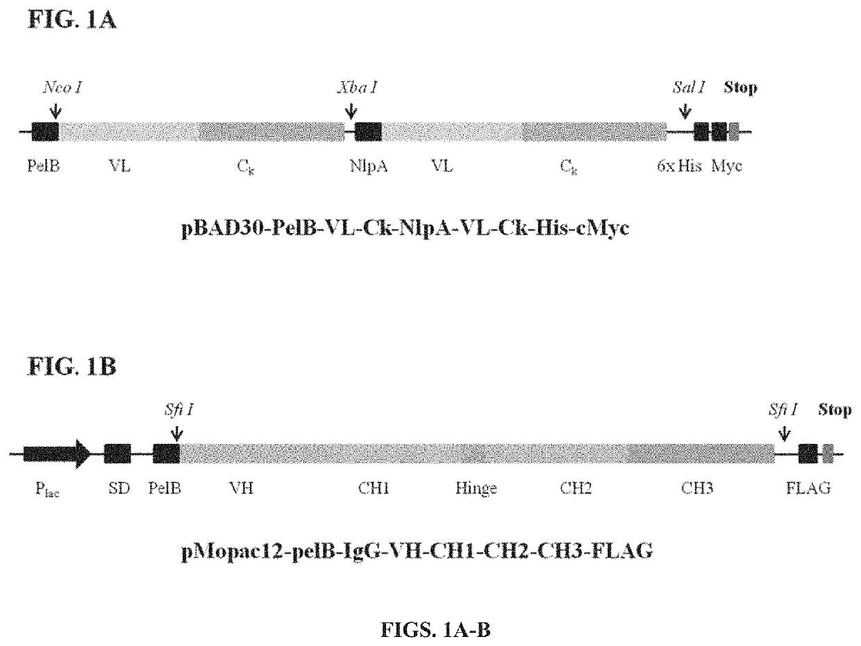 Engineered immunoglobulin fc polypeptides displaying improved complement activation