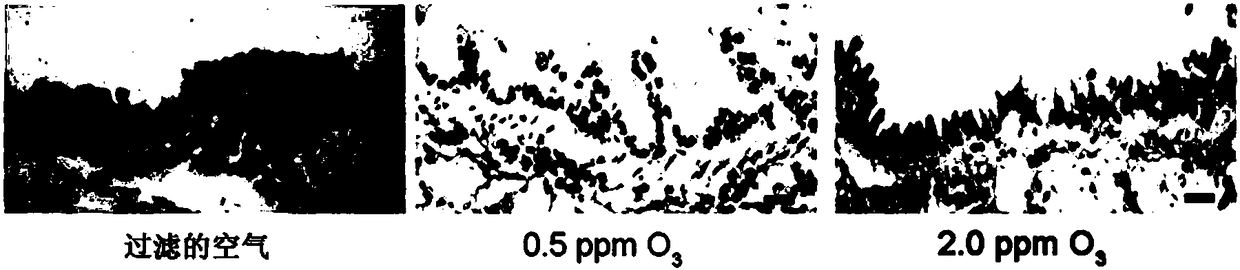 Application of heat shock protein 20 in oxidative stress injury diseases