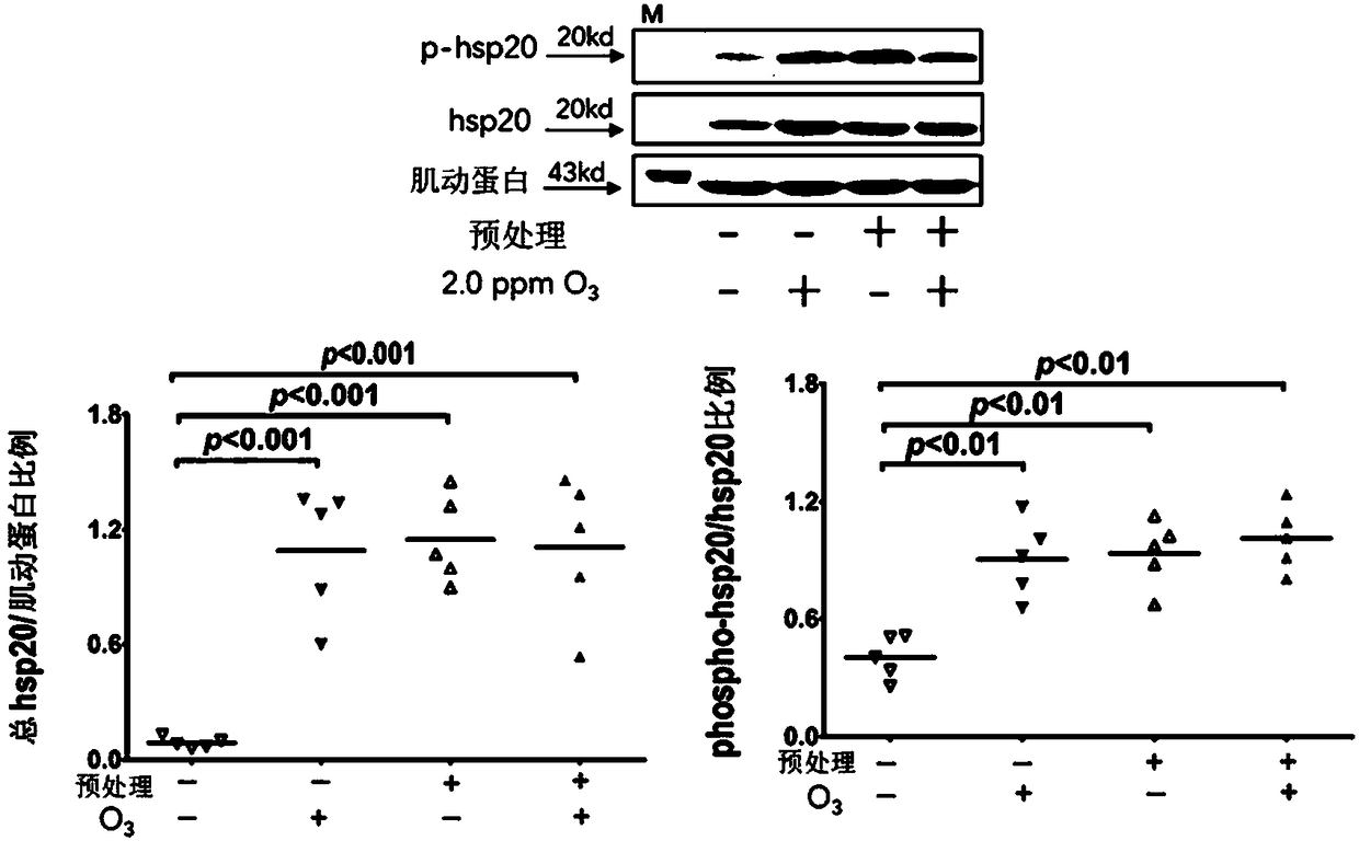 Application of heat shock protein 20 in oxidative stress injury diseases