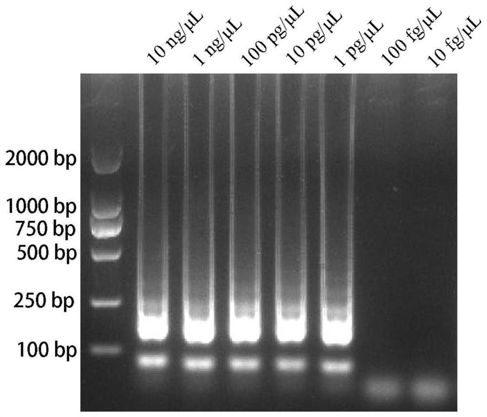 A kind of primer and method for detecting Alternaria brassicae by lamp
