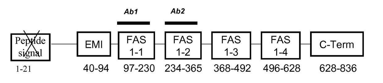 Periostin fragments and use thereof