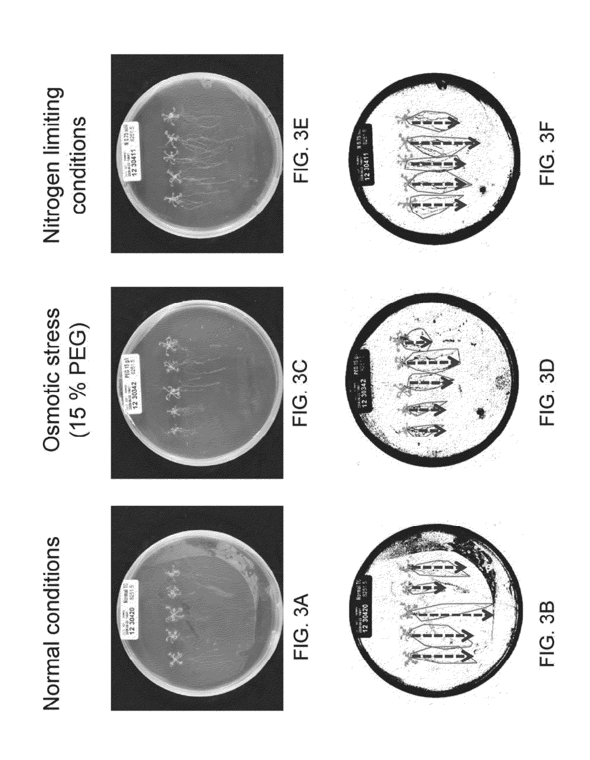 Isolated polynucleotides and polypeptides, and methods of using same for improving plant properties