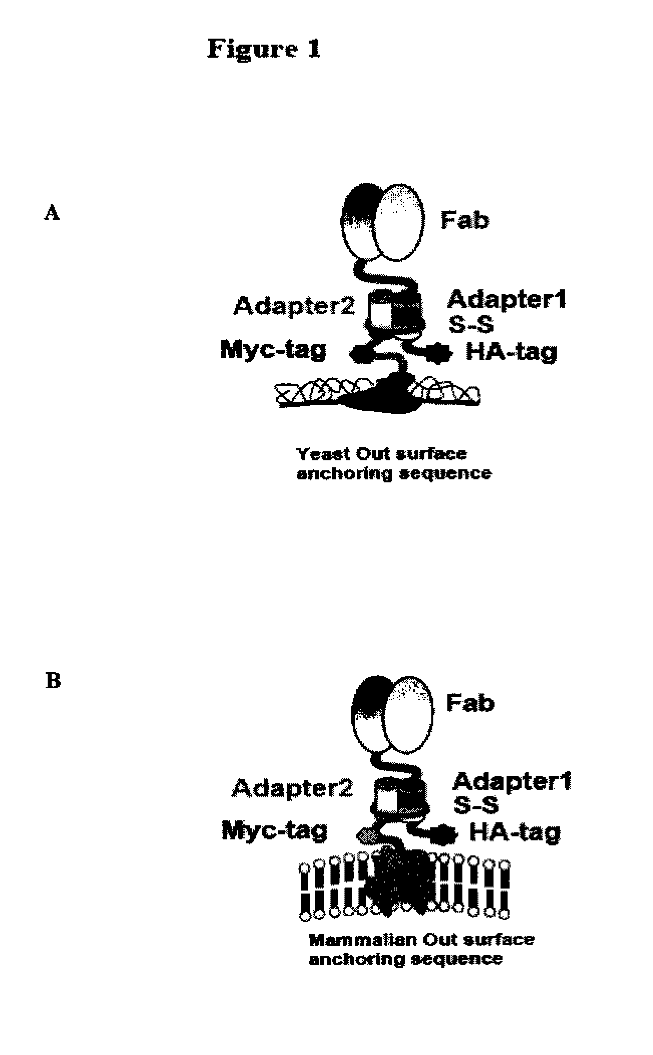 Eukaryotic cell display systems