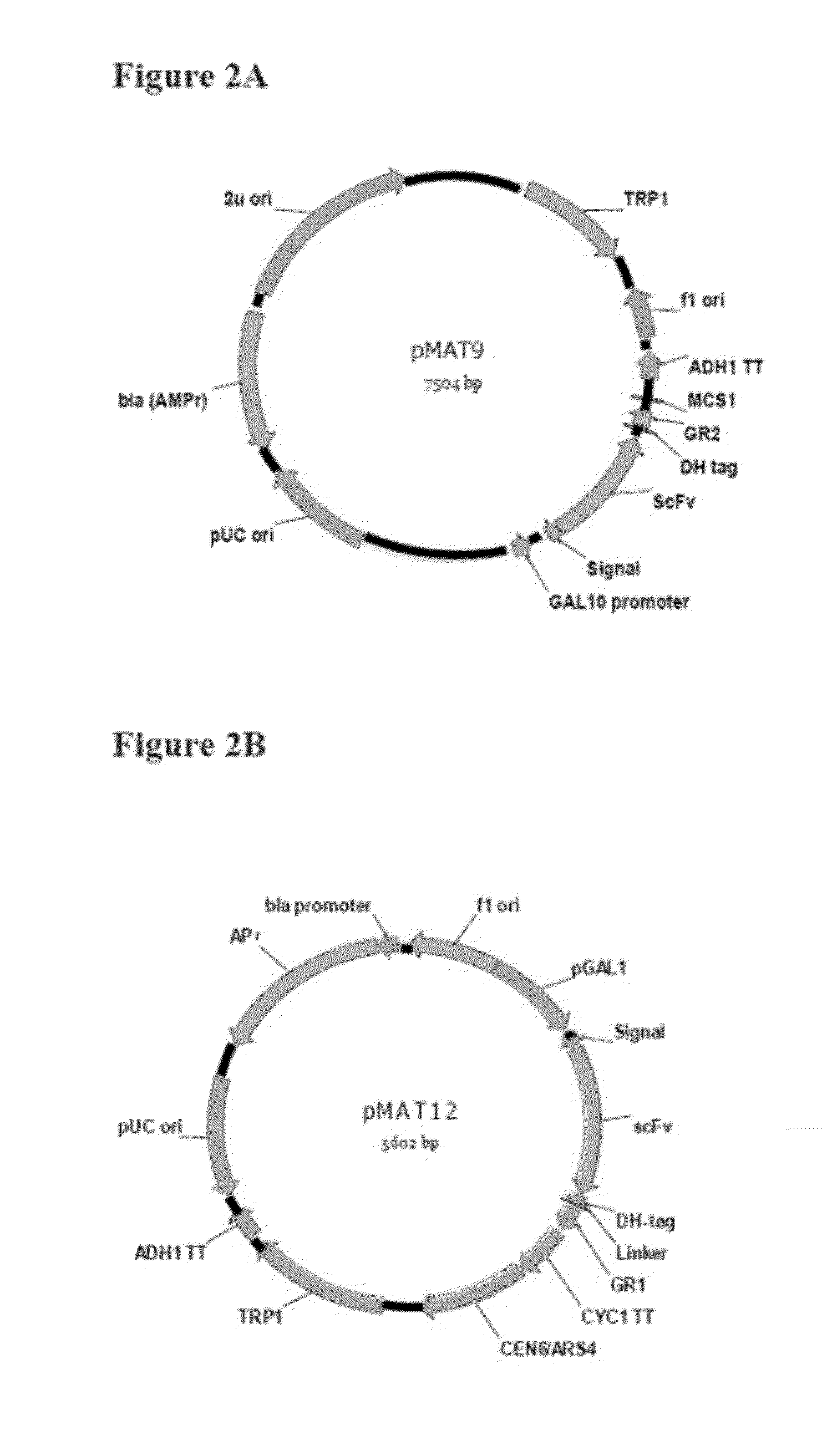 Eukaryotic cell display systems