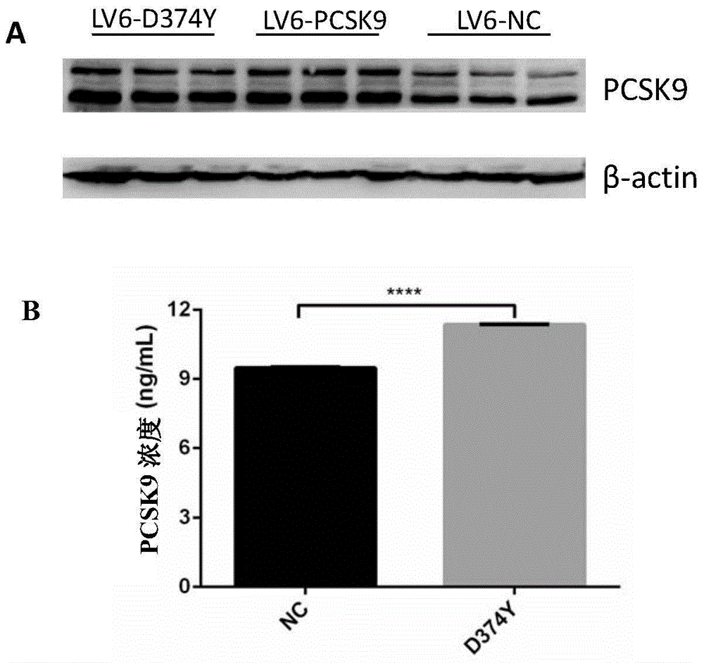 Application of D374Y mutant of PCSK9 protein in hepatoma cell migration restraining