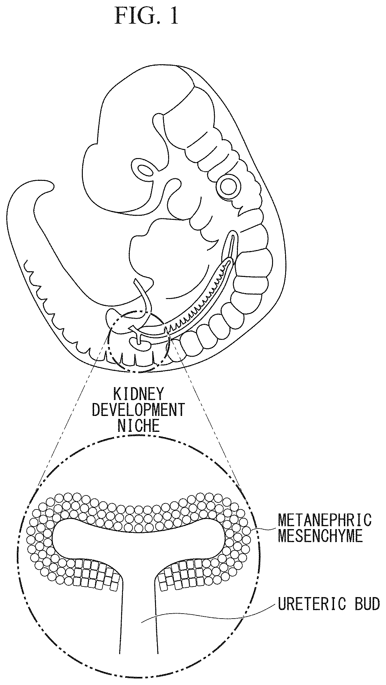 Kidney production method