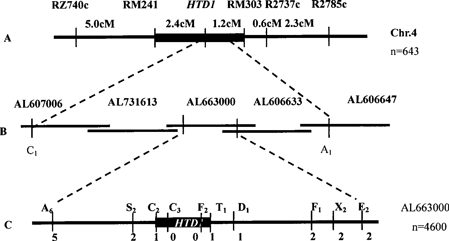 Rice tillering associated protein and encoding gene and use thereof