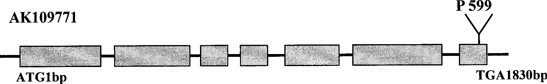 Rice tillering associated protein and encoding gene and use thereof