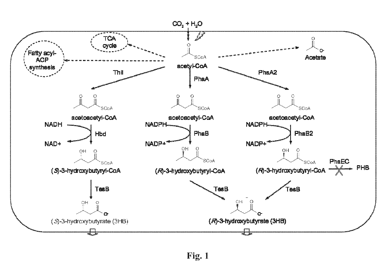 Photosynthetic production of 3-hydroxybutyrate from carbon dioxide