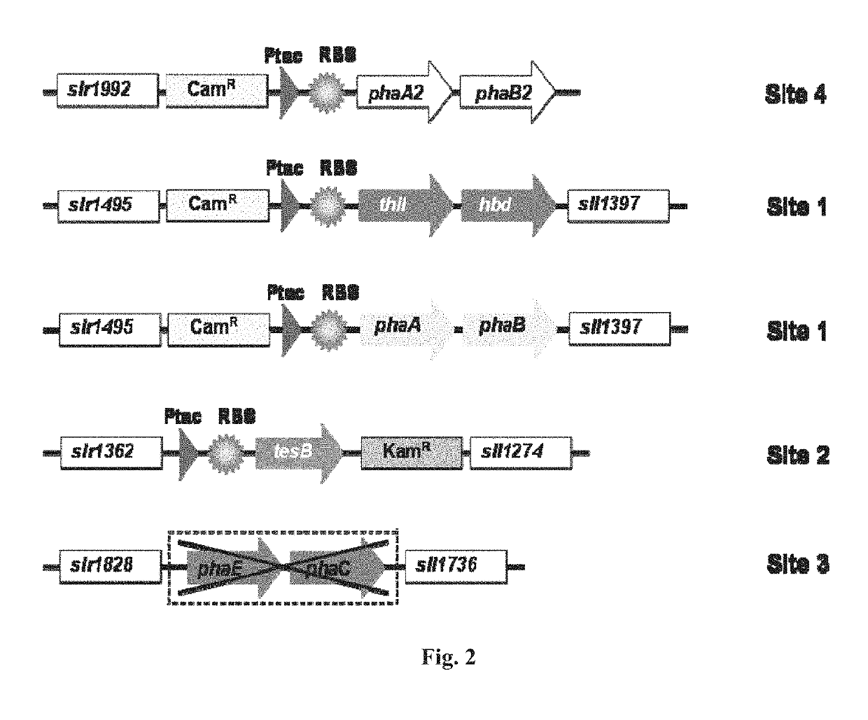 Photosynthetic production of 3-hydroxybutyrate from carbon dioxide