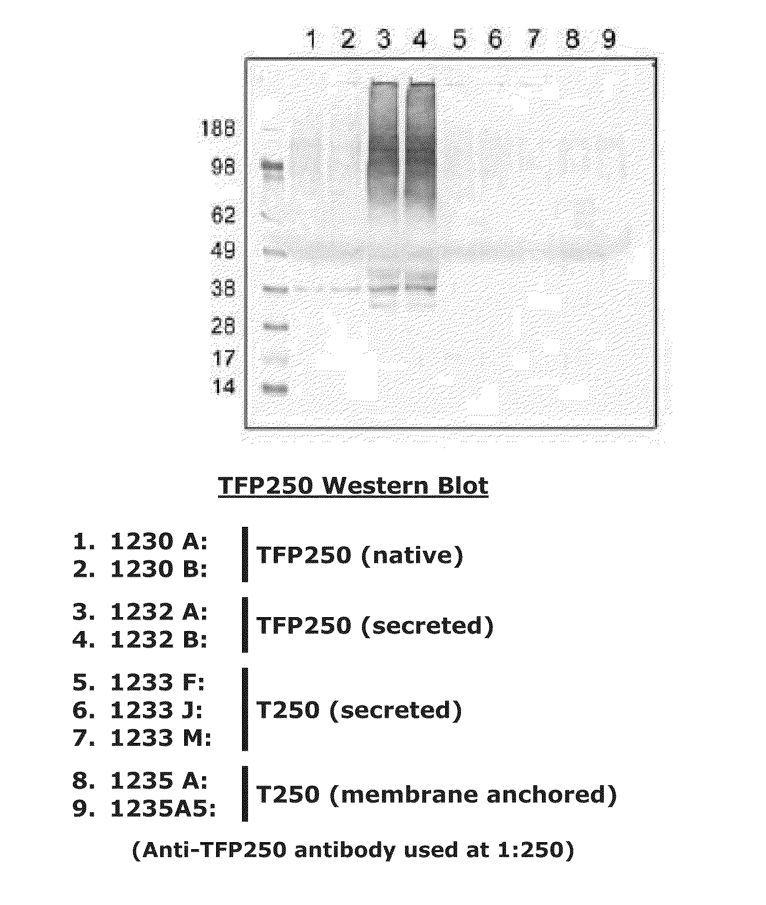 Methods and Compositions for Use of a Coccidiosis Vaccine