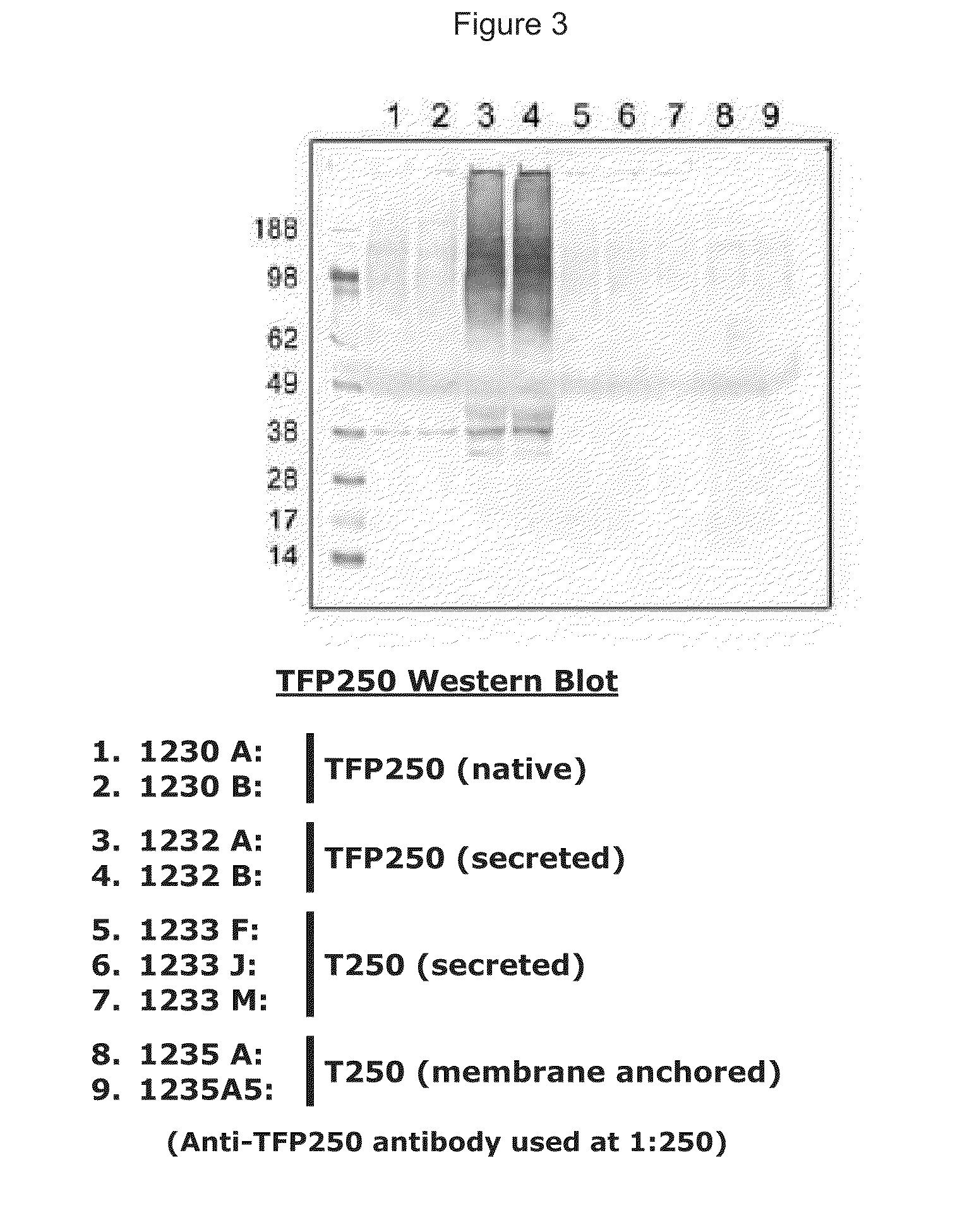 Methods and Compositions for Use of a Coccidiosis Vaccine